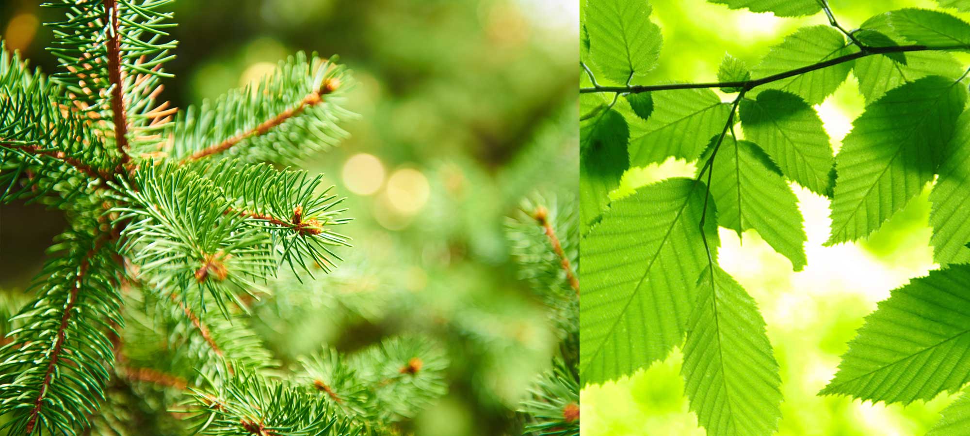 les conifères des plantations létoureau montréal