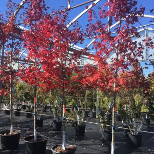 Acer x freemanii 'Autumn Blaze' ('Jeffersred')