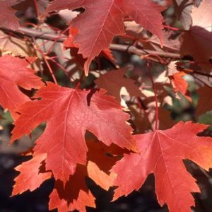 Acer x freemanii 'Autumn Fantasy'