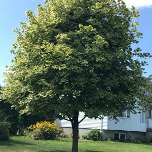 Acer platanoides 'Drummondii'