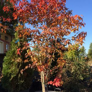 Acer tataricum ginnala 'Flame'