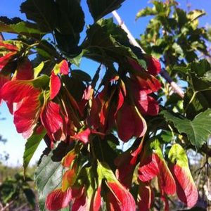 Acer tataricum ginnala 'Ruby Slippers'