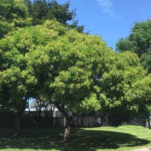 Acer tataricum ginnala