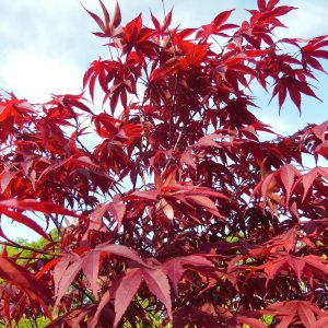 Acer palmatum 'Atropurpureum'