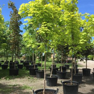 Acer platanoides 'Princeton Gold'