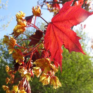 Acer platanoides 'Royal Red'