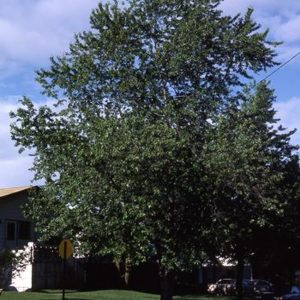 Acer saccharinum