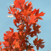 Acer x freemanii 'Autumn Blaze'