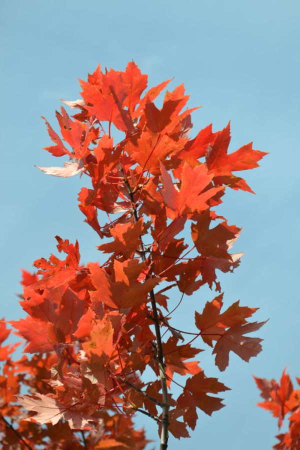 Acer x freemanii 'Autumn Blaze'