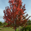 Acer x freemanii 'Autumn Blaze'