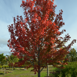 Acer x freemanii 'Autumn Blaze'