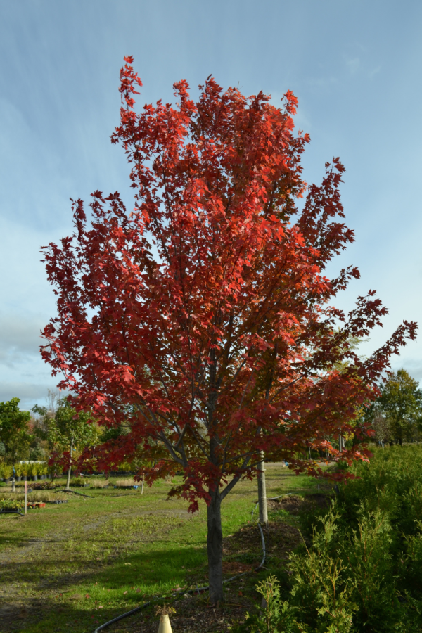 Acer x freemanii 'Autumn Blaze'