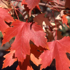 Acer x freemanii 'Autumn Fantasy'