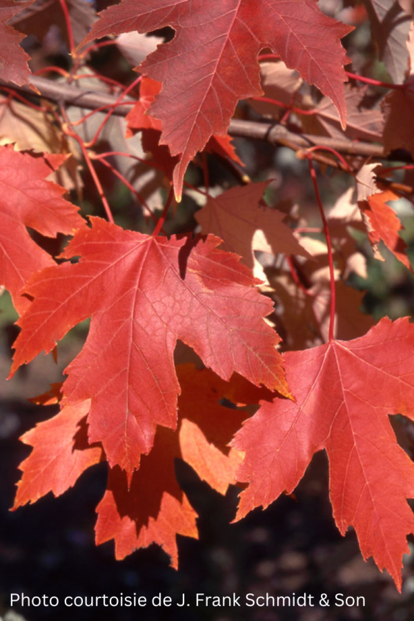 Acer x freemanii 'Autumn Fantasy'
