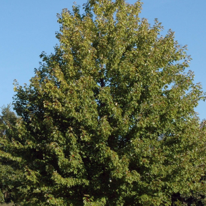 Acer x freemanii 'Marmo'
