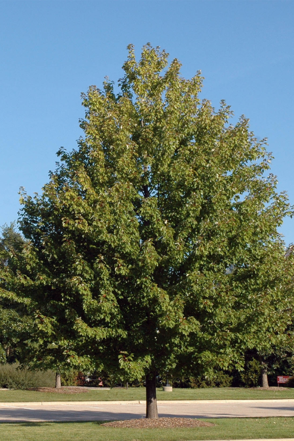 Acer x freemanii 'Marmo'