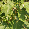 Acer x freemanii 'Marmo'