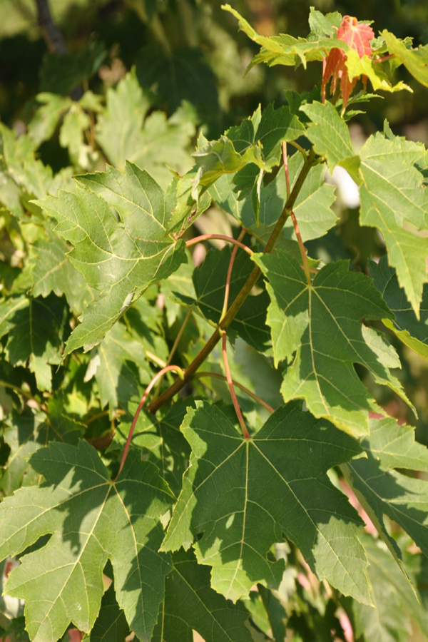 Acer x freemanii 'Marmo'