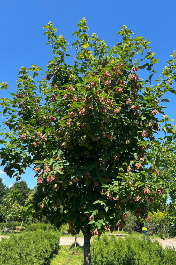 Acer ginnala