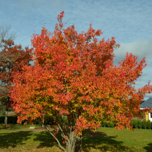 Acer ginnala