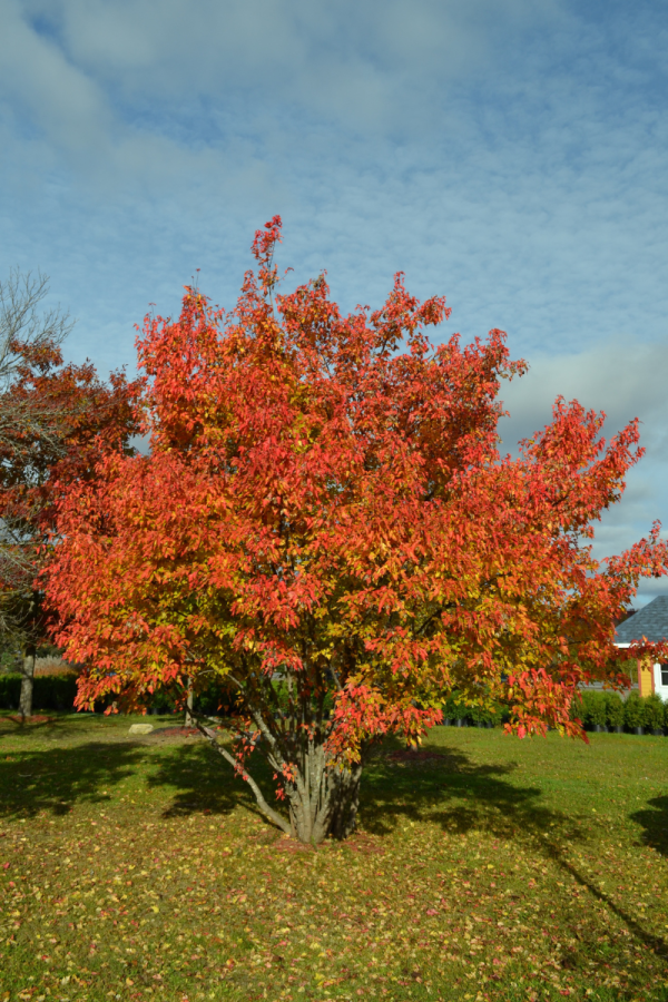 Acer ginnala