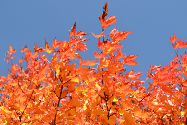 Acer ginnala