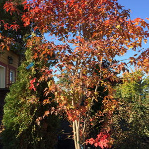 Acer ginnala 'Flame'