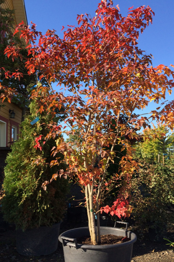 Acer ginnala 'Flame'