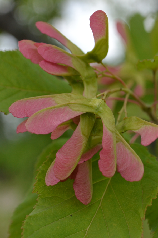 Acer ginnala 'Flame'