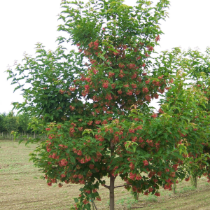 Acer ginnala 'Ruby Slippers'