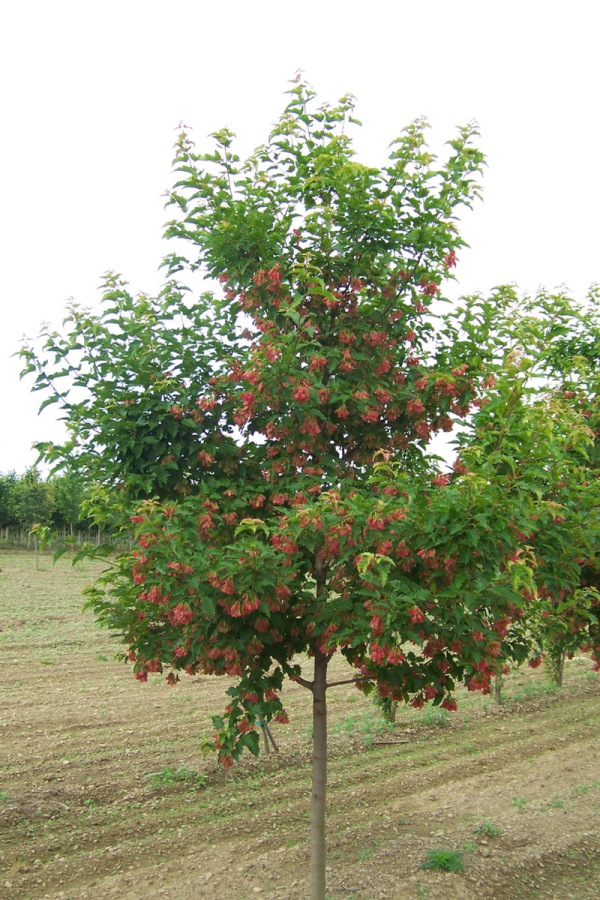 Acer ginnala 'Ruby Slippers'