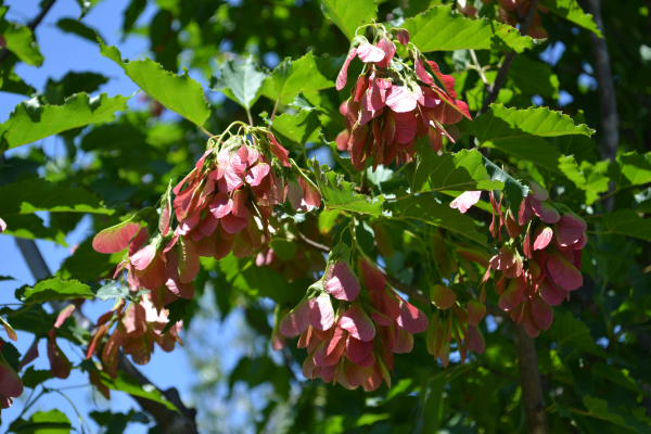 Acer ginnala 'Ruby Slippers'