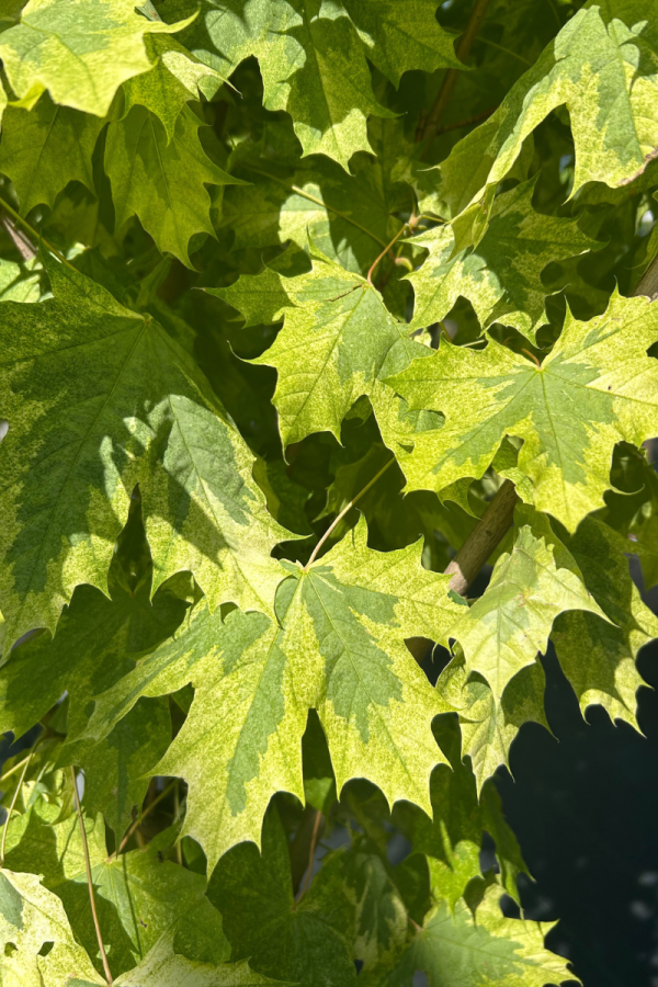 Acer platanoides 'Drummondii'
