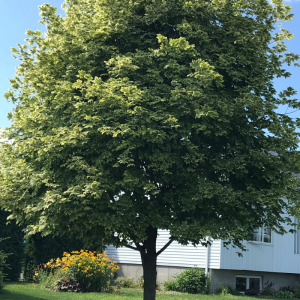 Acer platanoides 'Drummondii'