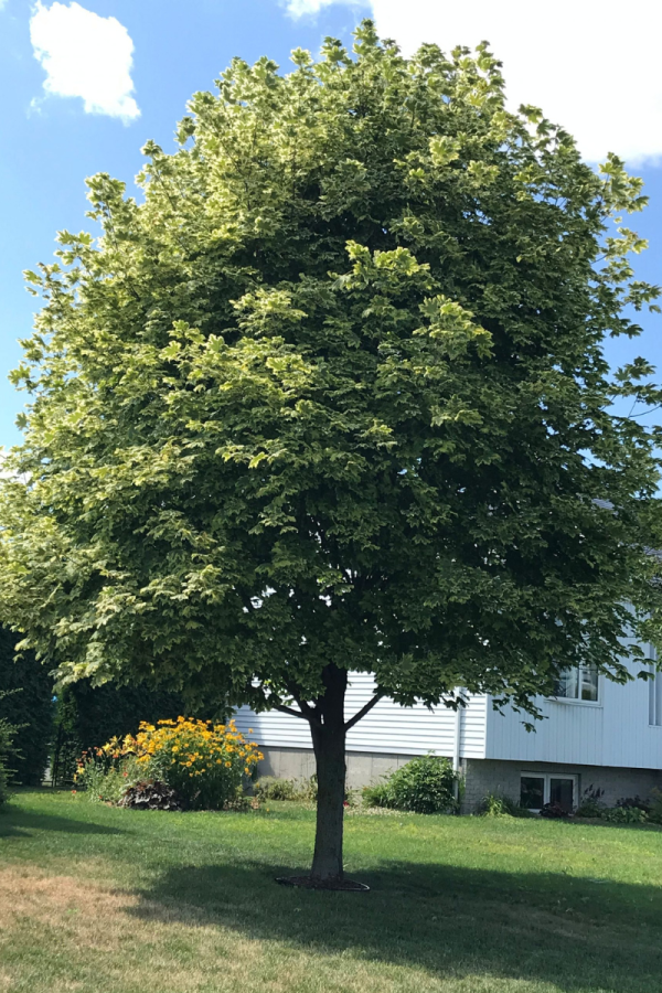 Acer platanoides 'Drummondii'