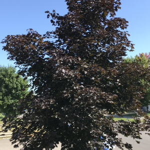 Acer platanoides 'Royal Red'
