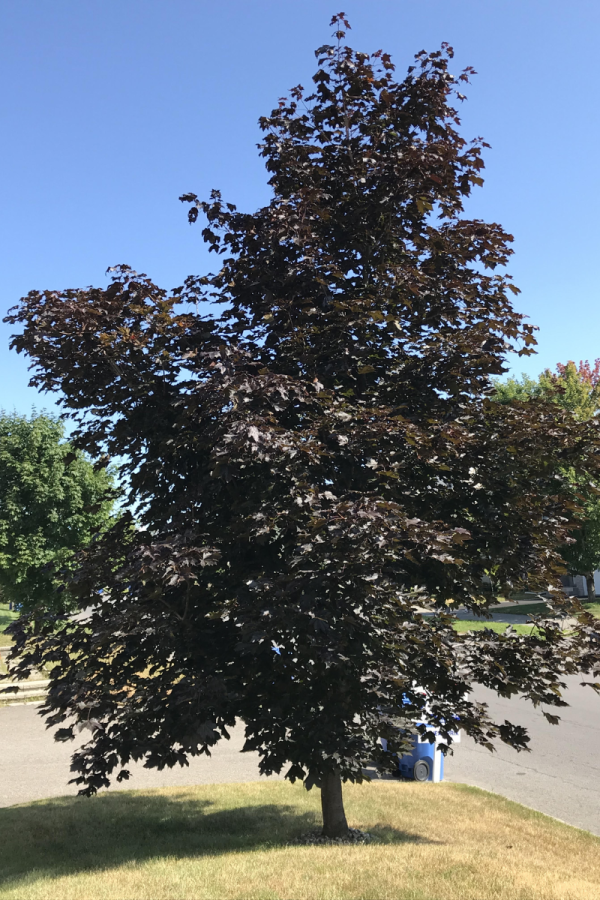 Acer platanoides 'Royal Red'