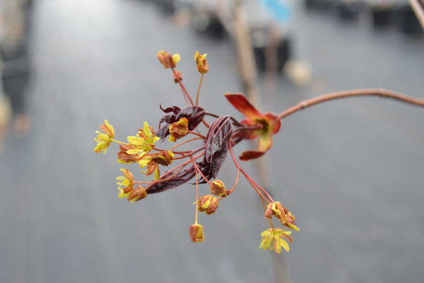 Acer platanoides 'Royal Red'