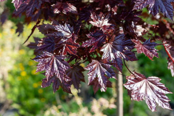 Acer platanoides 'Royal Red'