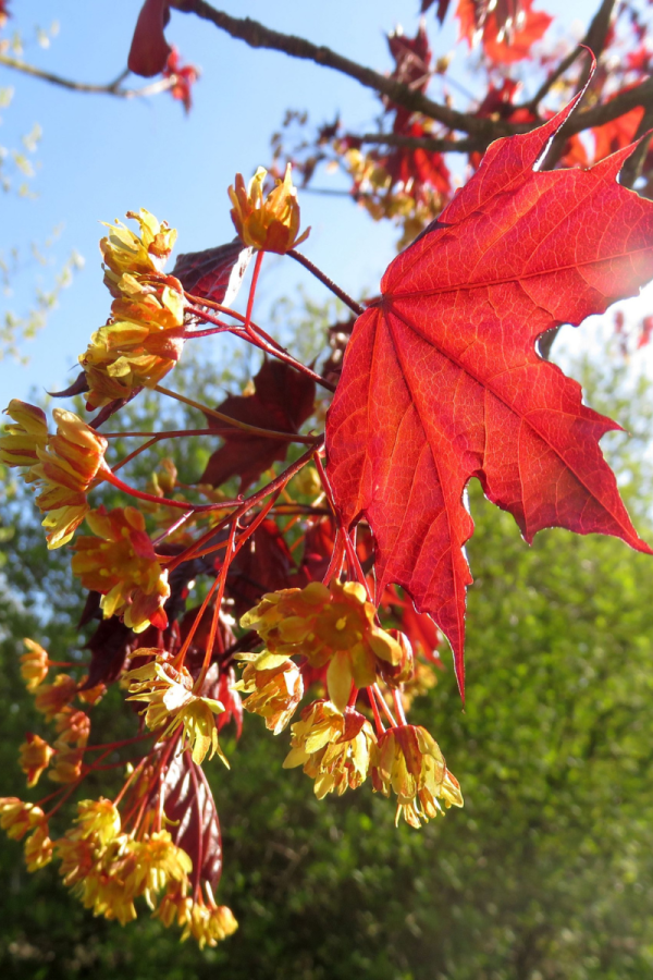 Acer platanoides 'Royal Red'