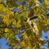 Acer saccharinum