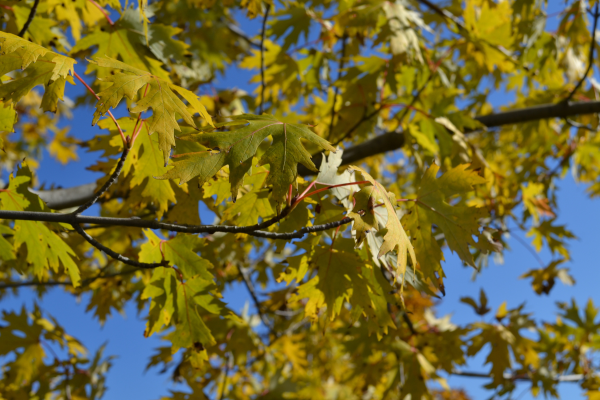 Acer saccharinum