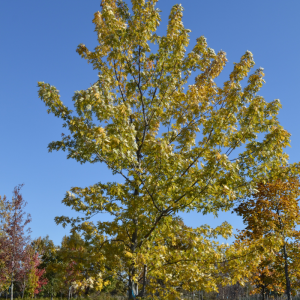 Acer saccharinum