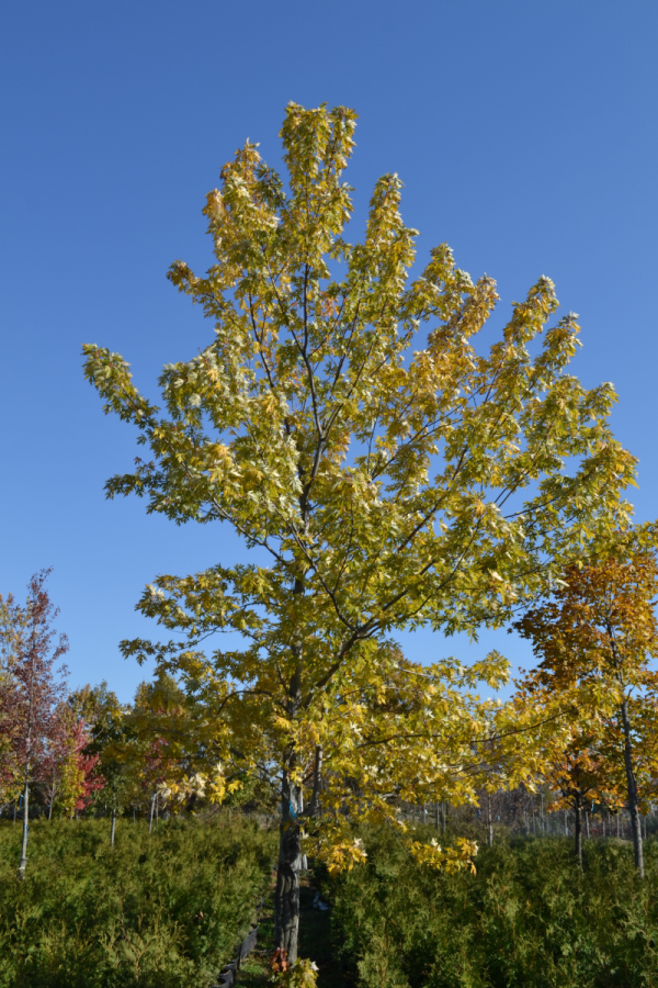 Acer saccharinum