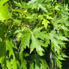 Acer saccharinum