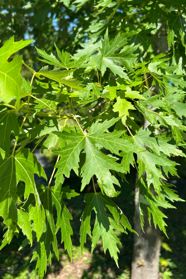Acer saccharinum