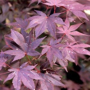 Acer palmatum 'Bloodgood'