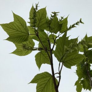 Acer pensylvanicum