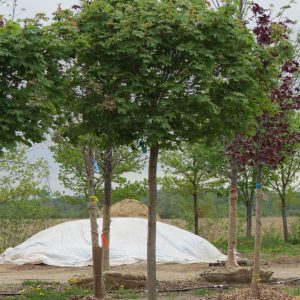 Acer platanoides 'Globosum'