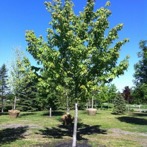 Acer rubrum